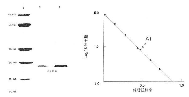 人ApoAⅠ分子量测定图(SDS-PAGE)