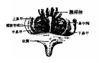 间接鼻咽镜(后鼻镜)检查所见