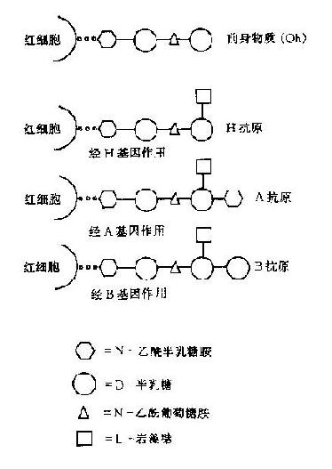 H,A,B抗原和糖结构