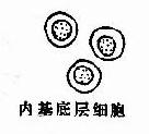 复层扁平(鳞状)上皮各层脱落细胞示意图
