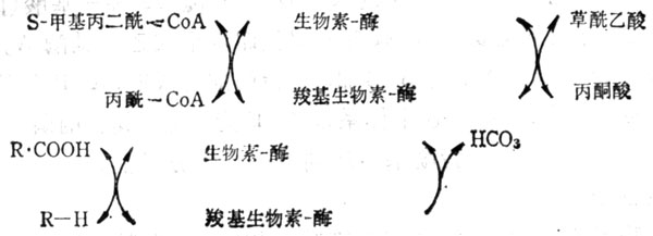 羧基转移酶及脱羧酶的作用
