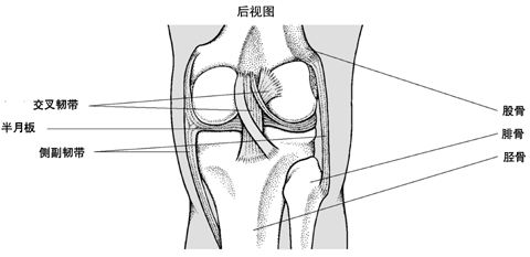 膝的内部结构(后面)