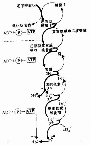 黄素蛋白和醌在电子传递链中的作用