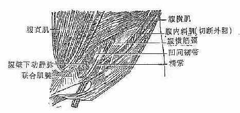 左腹股沟区解剖层次(前面观)