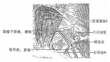 腹股沟区解剖层次(后面观)