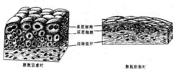 变移上皮(膀胱)