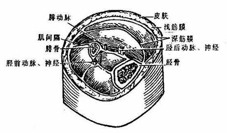 小腿筋膜及肌间隔(右)