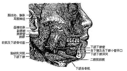 唾液腺(右)