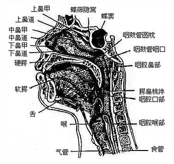 头正中矢状断面(右侧观)