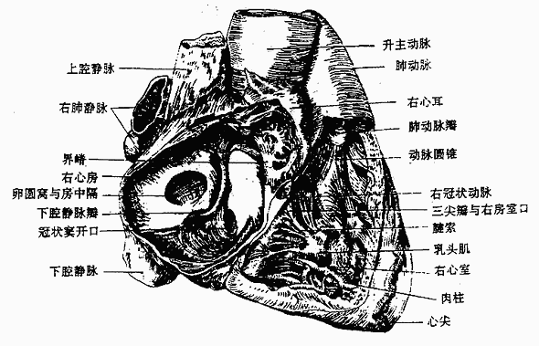 右心房与右心室(右面观)