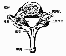 第7颈椎(上面)