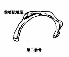肋骨