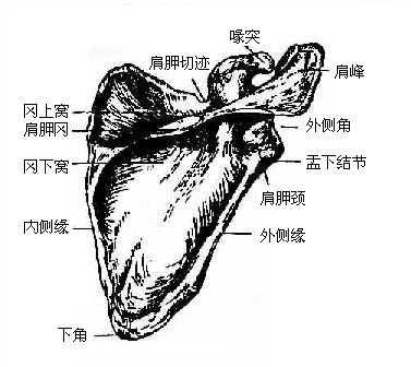 肩胛骨(后面)