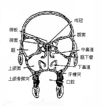 颅的冠状断面(通过第三磨牙)