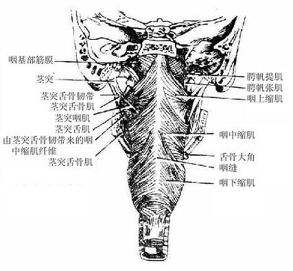 咽部肌(后面观)