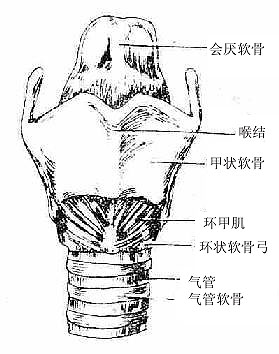 喉肌(前面)