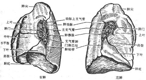 肺内侧面观(示肺门结构)