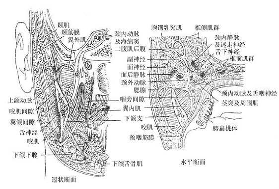 面侧区的间隙(右侧)
