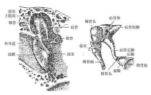 听小骨
