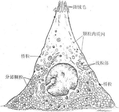 胃窦粘膜内的G细胞(开放型细胞)示细胞顶端的绒毛