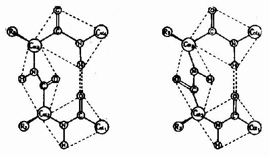蛋白质分子中的β-片层结构