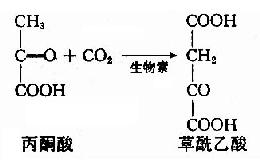 三羧酸循环