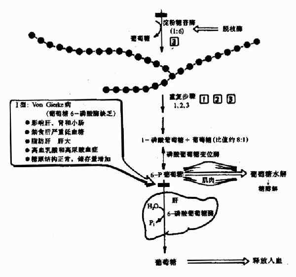 糖原的分解