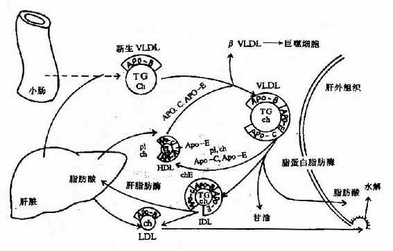 极低密度脂蛋白(VLDL)的代谢过程