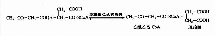 肝脏内酮体的生成