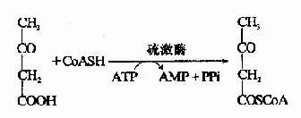 肝脏内酮体的生成