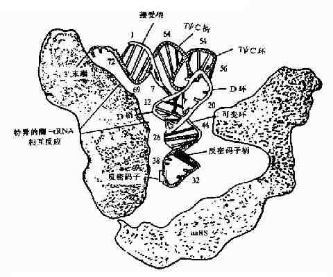 氨基酰-tRNA合成酶与tRNA的相互作用