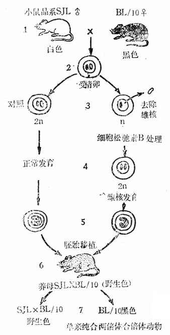 单亲双位体动物育成(雌核发育)