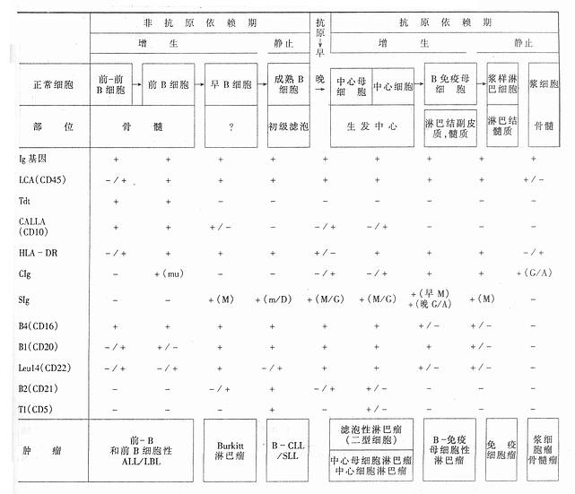 淋巴细胞