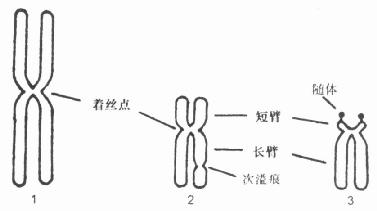 正常人体细胞的三种染色体