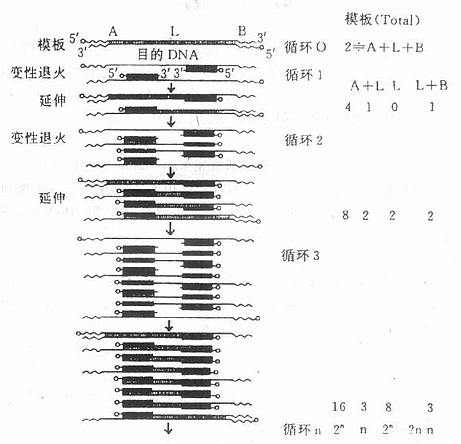 PCR基本原理示意图