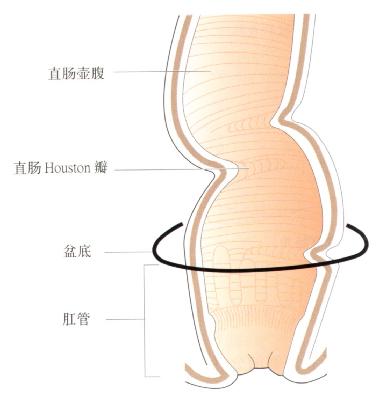 直肠及肛管截面观