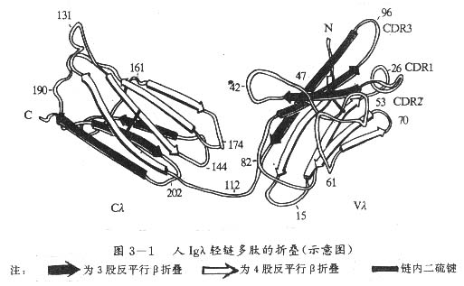 人Igλ轻链多肽的折叠(示意图)