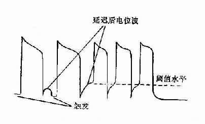 动作电位后除极化(即延迟后电位)振幅