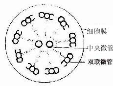 纤毛横切面超微结构模式图