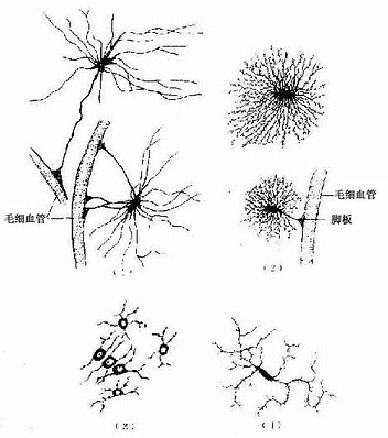 中枢神经的几种胶质细胞(银染法)