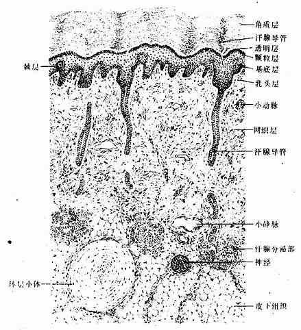 手掌皮肤(低倍)