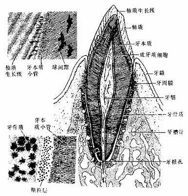 口腔
