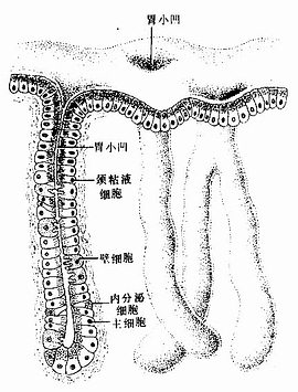 口腔