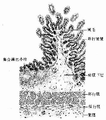回肠(纵切)