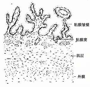胆囊