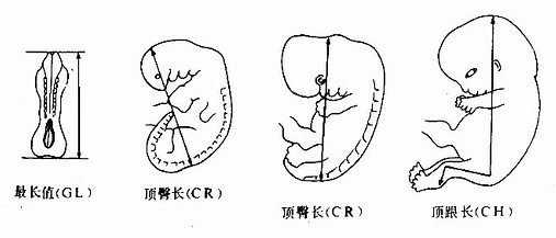 胚胎长度测量