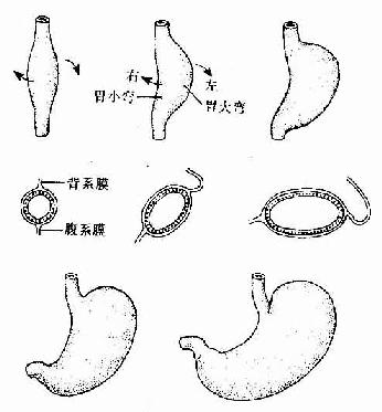 胃的发生