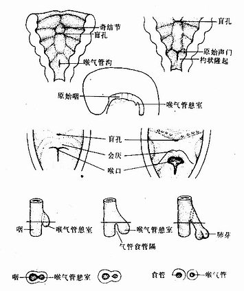 喉气管憩室的发生和演化