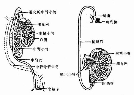 男性生殖管道的演变