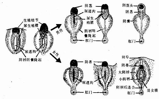 男、女外生殖器的发育